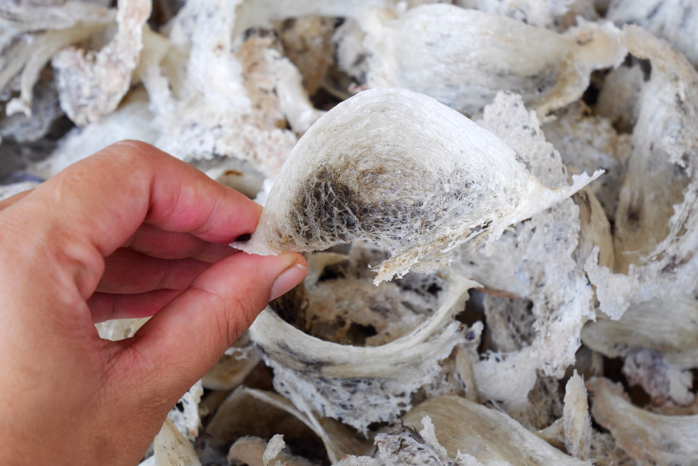 A,Hand,Holding,A,Fresh,Bird,'s,Nest.,Many,Bird