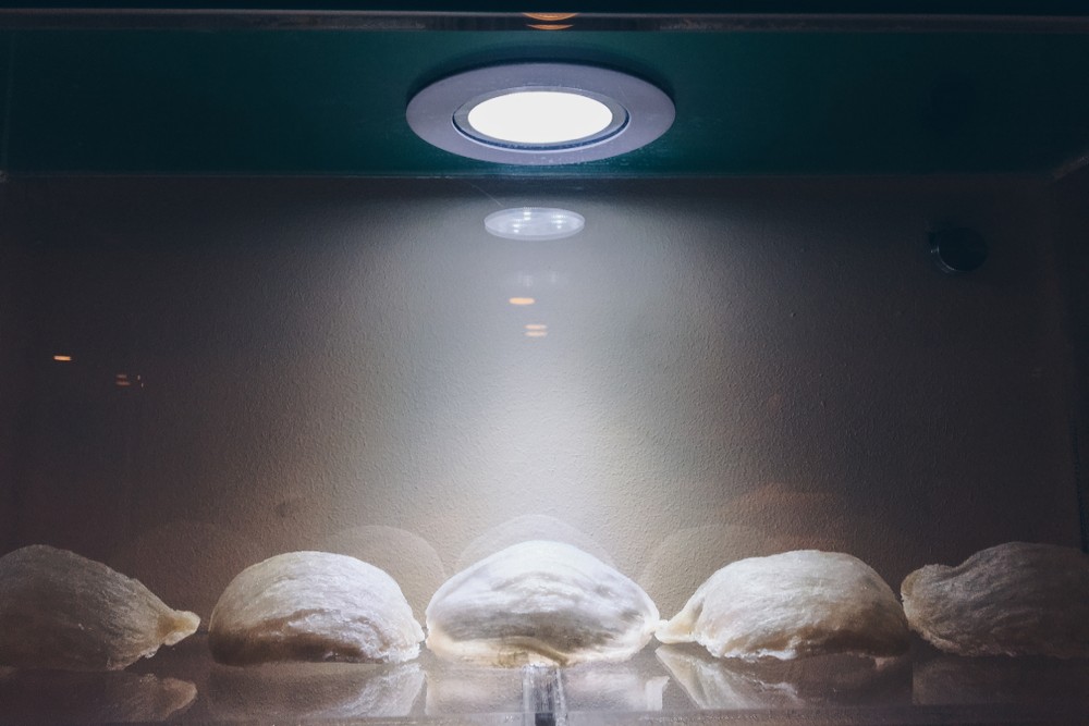 shutterstock_1563940249