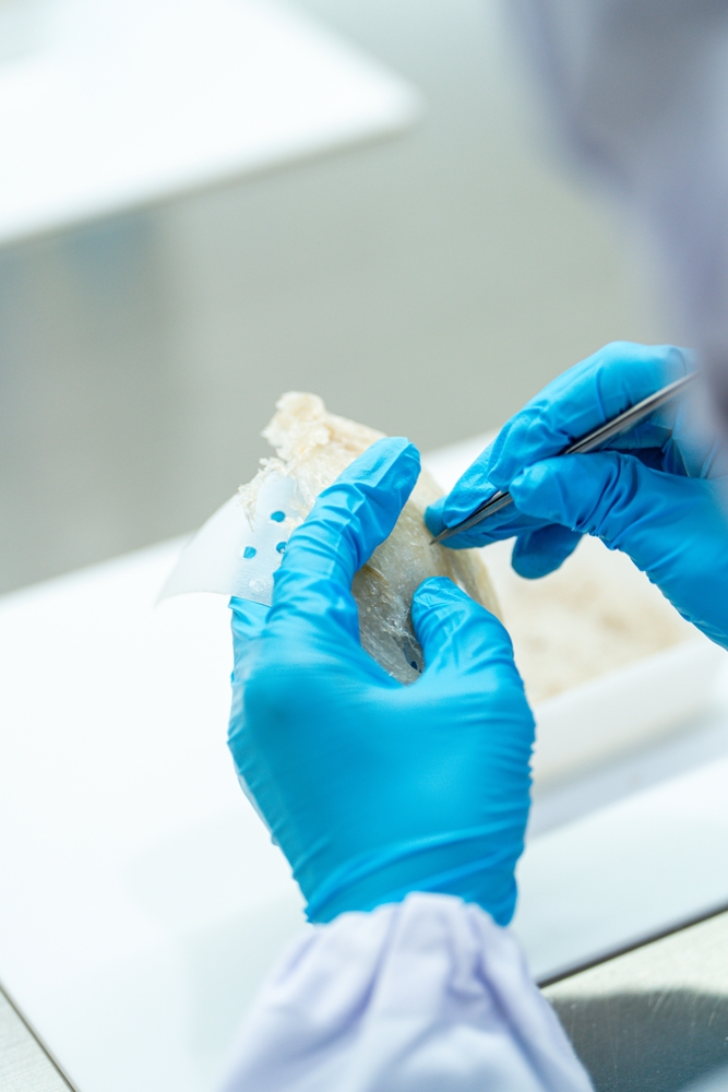 Raw,Edible,Bird's,Nest,Materials,For,Tradition,Chinese,Medicine.,Swallow